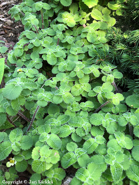 Chrysosplenium davidianum, linnunsilm�